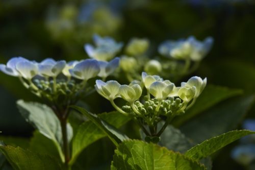 HORTENSIA