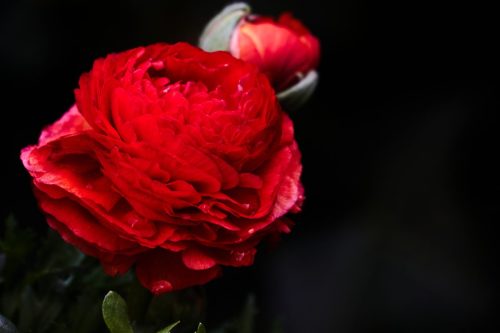 VOORJAAR IN DE TUIN 