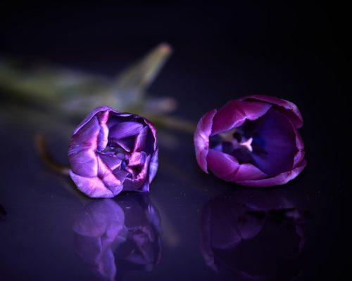 TULPEN