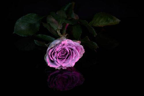STILLEVEN BLOEMEN 