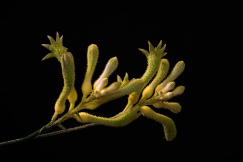 STILLEVEN BLOEM STUDIOVERLICHTING